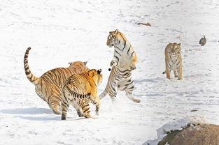 虎瓜怎么吃,解锁美味新体验