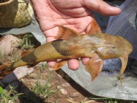 烂瓜能给鱼吃吗怎么吃,鱼儿喜爱的美味佳肴制作指南