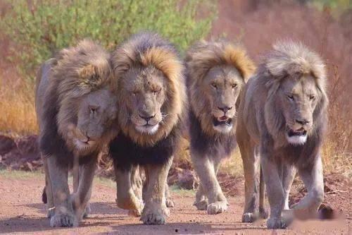 亚成年雄狮吃瓜,瓜果盛宴探秘