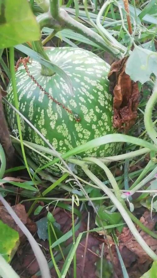 奇异瓜怎么吃,从挑选到烹饪的全方位指南