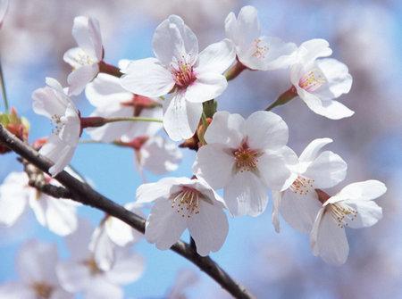 qq樱花吃瓜群,揭秘网络社交圈的趣味与争议