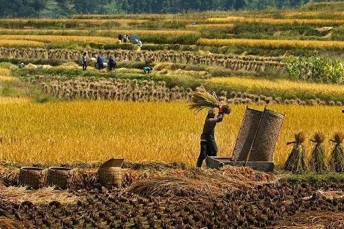 稻田旁吃瓜体验攻略,夏日田园美食体验攻略