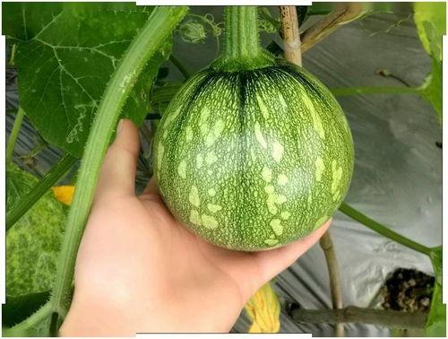 小玻璃吃瓜,揭秘娱乐圈背后的秘密