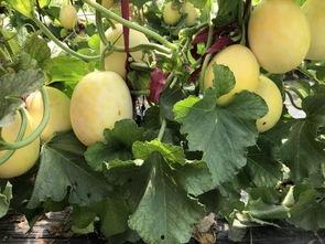 扶瓜坐等吃瓜图片