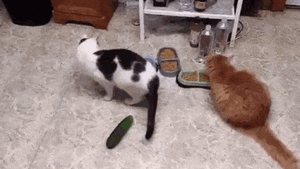 猫咪吃瓜搞笑瞬间,瓜皮飞舞，猫咪笑翻天