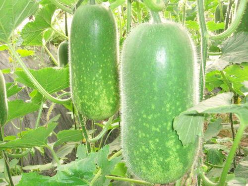 极极吃瓜后续,揭秘娱乐圈背后的秘密与真相