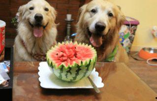 狗可以吃六一瓜