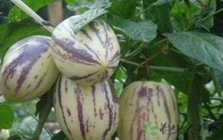 吃茄瓜的文案,舌尖上的清新滋味之旅”